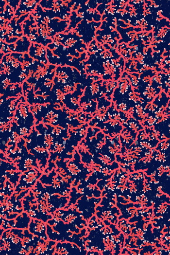 https://www.timorousbeasties.live//mediaLibrary/images/english/9258-small.jpeg?v=1